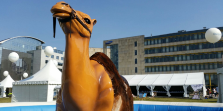Kamel Rodeo mieten für Ihre Veranstaltung